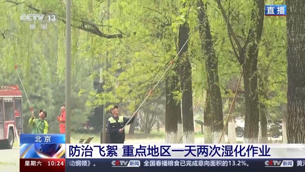 北方多地进入杨柳飞絮高发期 如何科学治理？开云 开云体育平台(图4)