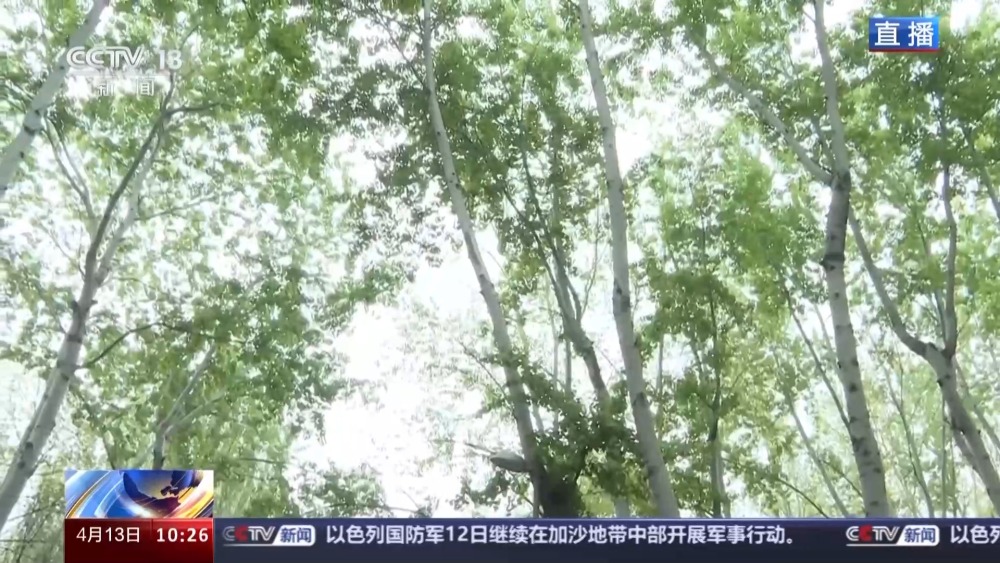 北方多地进入杨柳飞絮高发期 如何科学治理？开云 开云体育平台(图7)