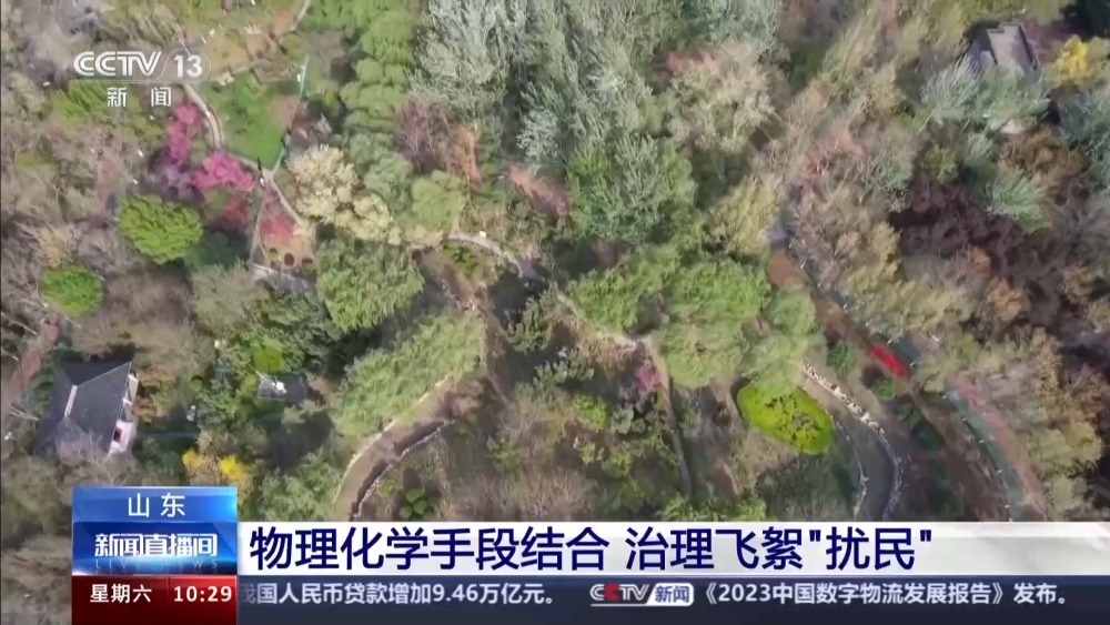 北方多地进入杨柳飞絮高发期 如何科学治理？开云 开云体育平台(图11)