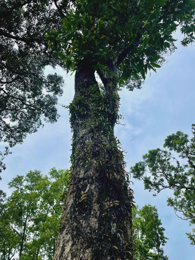 开云体育 开云平台绿化工程不能随便乱砍大树了(图4) 开云体育 开云平台绿化工程不能随便乱砍大树了(图4)