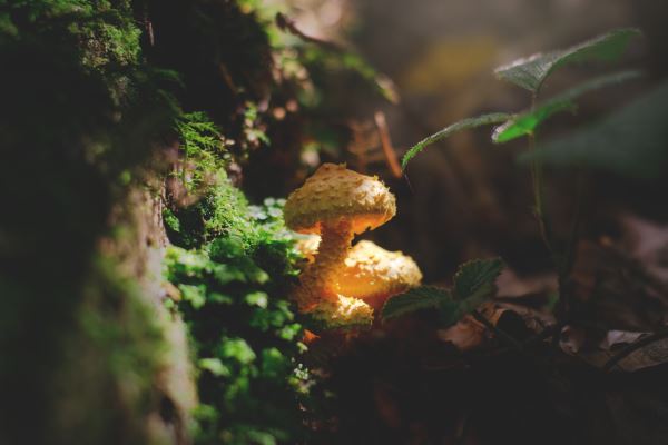 绿化资质等级(风景园林设计资质)开云APP 开云官网入口(图3)