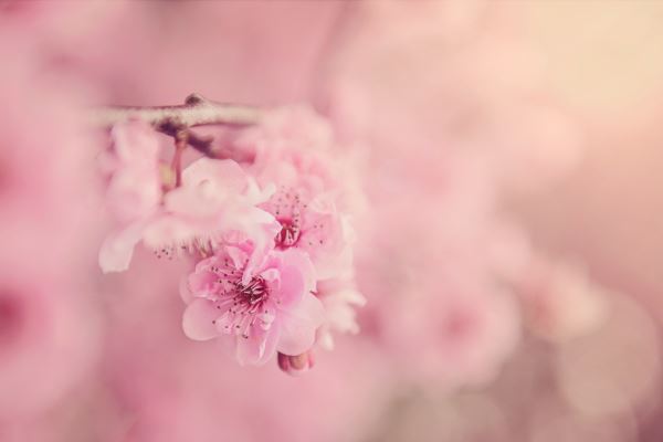 Kaiyun 开云体育园林绿化概述(园林绿化是怎么回事)(图2)