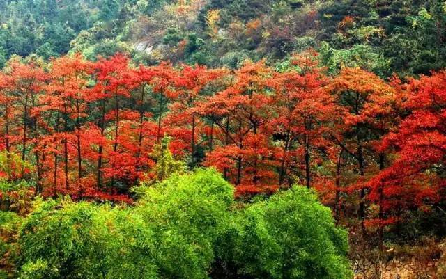 开云体育 Kaiyun.com 官网入口干货丨史上最全的植物景观设计总则(图1)