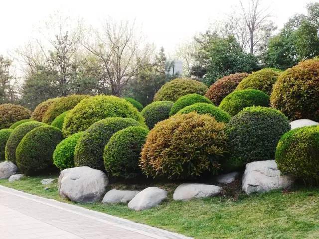开云体育 Kaiyun.com 官网入口干货丨史上最全的植物景观设计总则(图3)