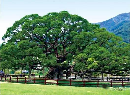 开云体育 Kaiyun.com 官网入口干货丨史上最全的植物景观设计总则(图29)