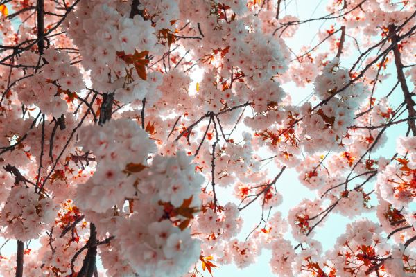 园林绿化意义(城市园林绿化意义是什么)开云体育 开云平台(图3) 园林绿化意义(城市园林绿化意义是什么)开云体育 开云平台(图3)