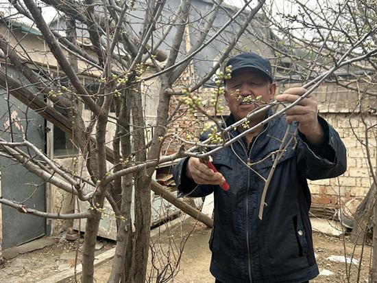 河北崇礼：树木养护Kaiyun 开云体育正当时 不负春季好时光(图1)