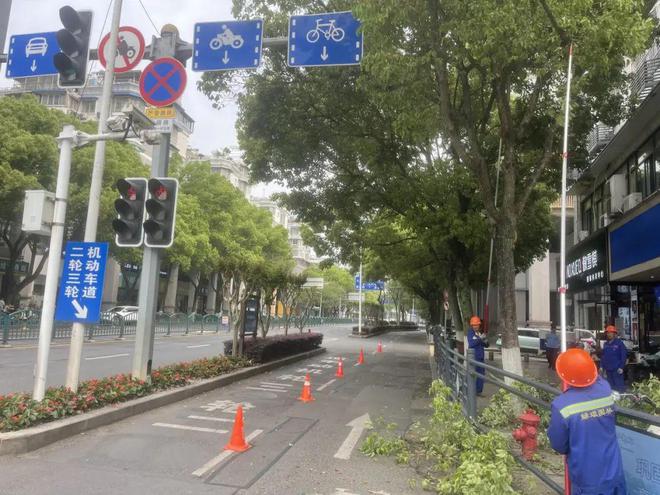 开云 开云体育官网丽水市区主城区行道树修剪计划发布 打造整洁有序的街道景观(图2)