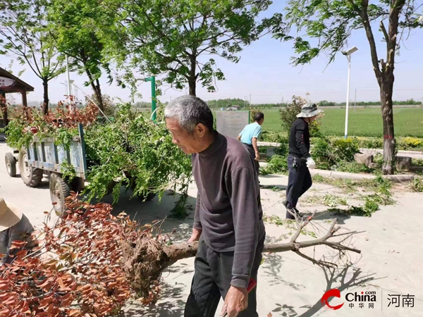 开云 开云体育平台西平县柏苑街道加强苗木管护 提升城市绿化品质(图3)