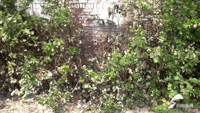 开云 开云体育官网新时代美德山东｜路边绿化苗木突然起火 聊城小学教师变身“灭火侠”(图2)