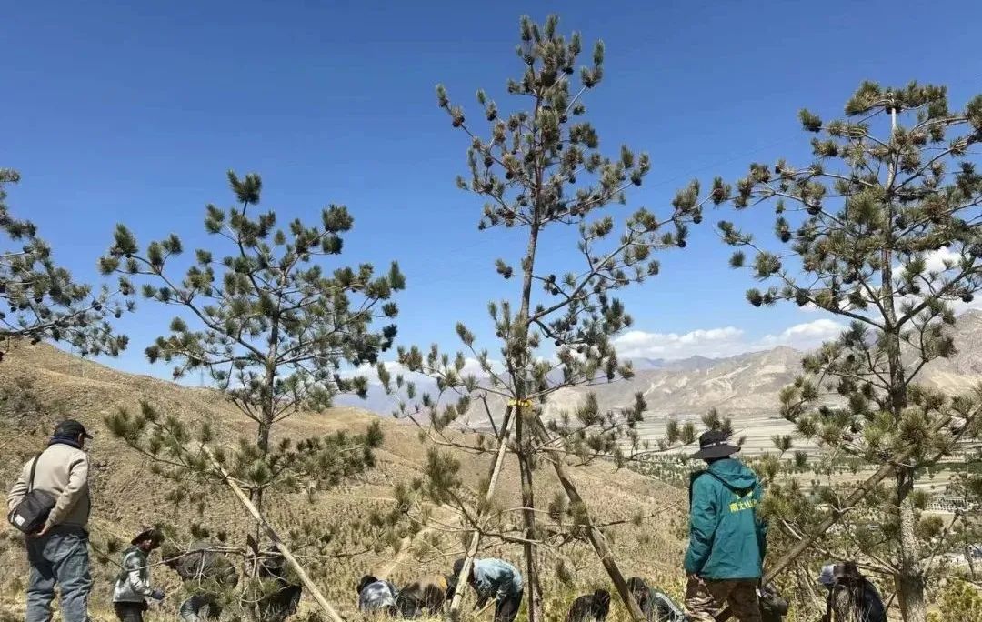 开云体育 Kaiyun.com 官网入口南北山绿化(贡嘎机场周边山体)项目完成(图2)