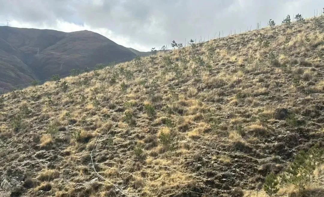 开云体育 Kaiyun.com 官网入口南北山绿化(贡嘎机场周边山体)项目完成(图1)
